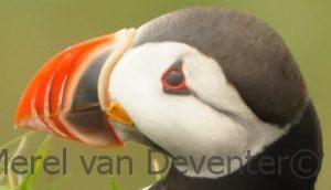 Puffin