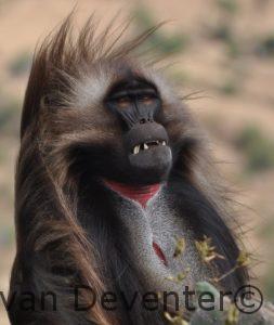 gelada baviaan