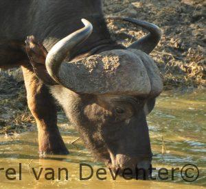 Buffel