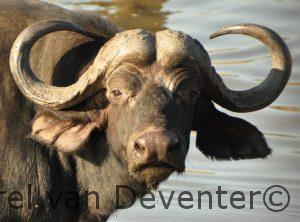 buffel