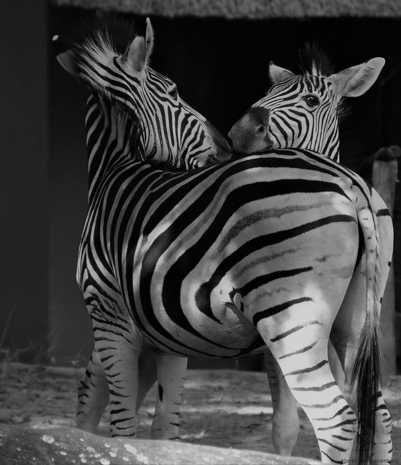 Zebra's