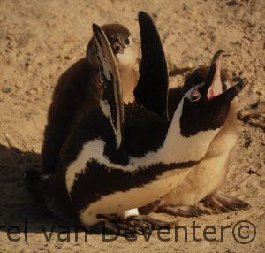 pinguïn kolonie op Boulders Beach