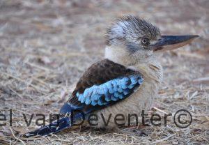 kookaburra