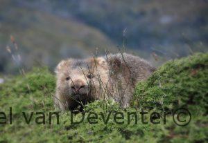 wombat