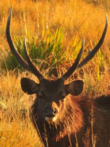 Samba deer